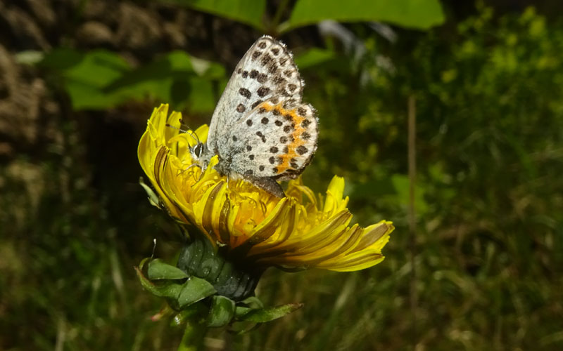 Scolitantides orion - Lycaenidae...m. o f. .....?